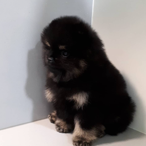 dominic pomeranian macho