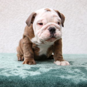 odin bulldog inglés macho