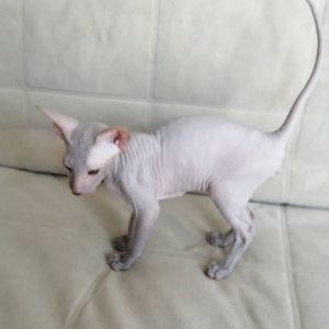Liam - Gatito Peterbald Macho