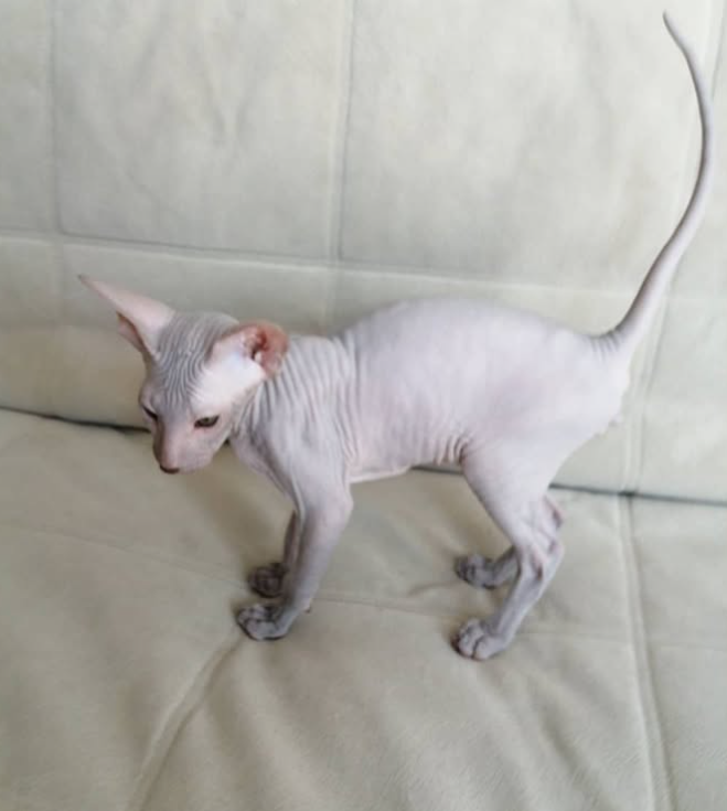 Liam - Gatito Peterbald Macho