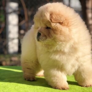 Molly - Chow Chow Hembra