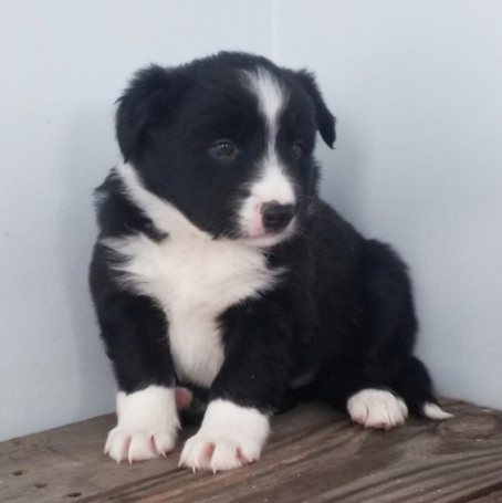 Layne — Border Collie Macho