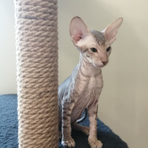 Elvis - Gatito Peterbald Macho