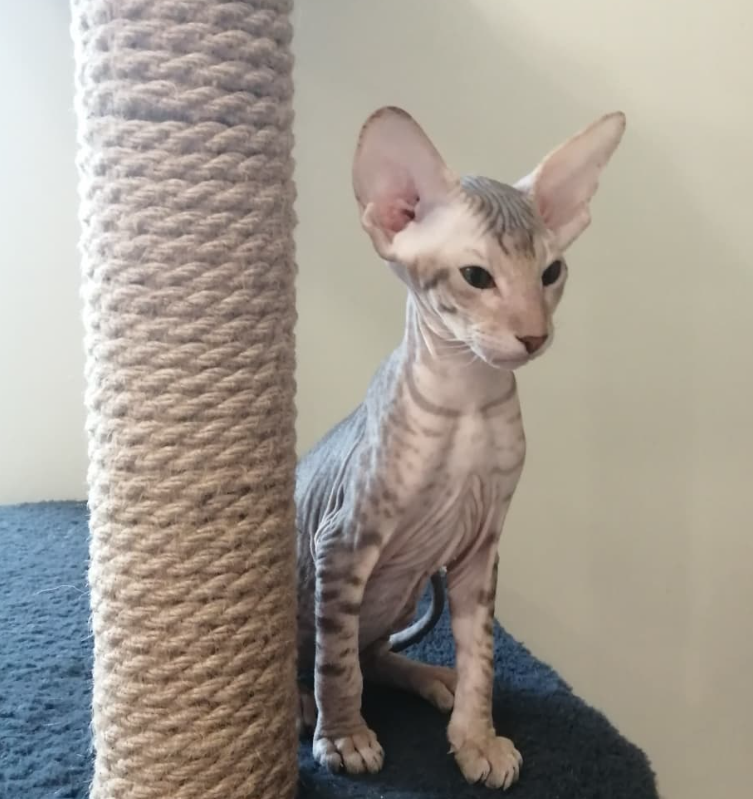 Elvis - Gatito Peterbald Macho