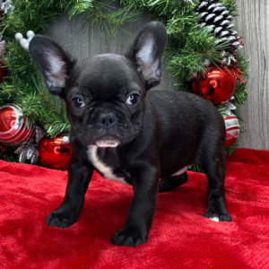 Jason - Macho Bulldog Francés