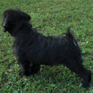 Macy - Schnoodle Hembra