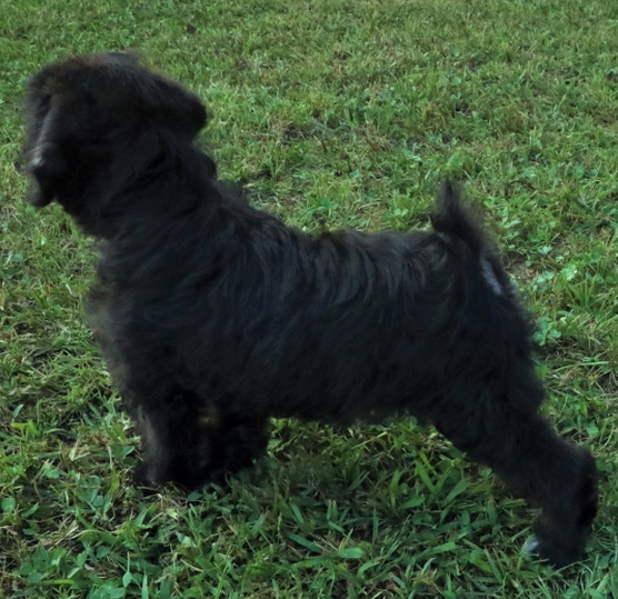Macy - Schnoodle Hembra