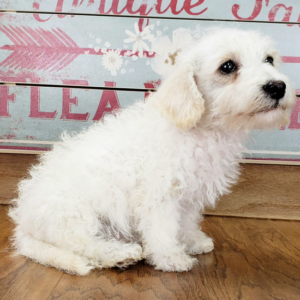 Rowdy - Schnoodle Macho