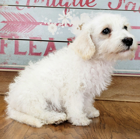 Rowdy - Schnoodle Macho