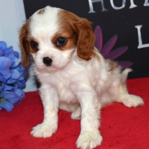 Nala - Cavalier King Charles Spaniel Hembra