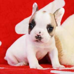 Ruger - Macho Bulldog Francés