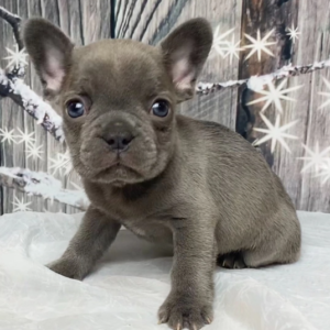 Kitt - Macho Bulldog Francés