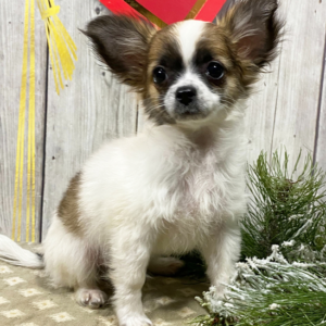 Kyler - Macho Chihuahua