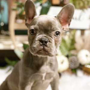 mia hembra bulldog francés