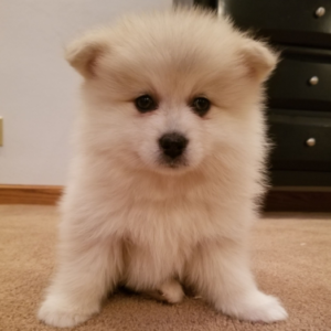 Chaz - Cachorro Macho Pomsky