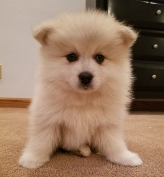 Chaz - Cachorro Macho Pomsky