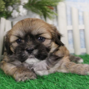 kendra lhasa apso hembra