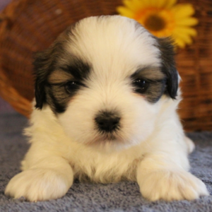 Paisley - Lhasa Apso Hembra