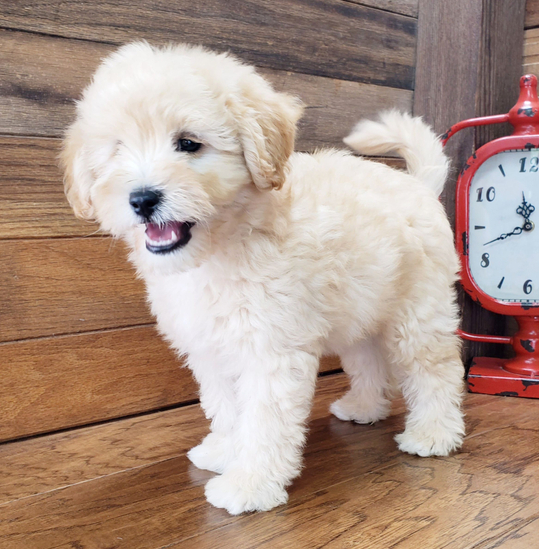 Fozy - Schnoodle Macho