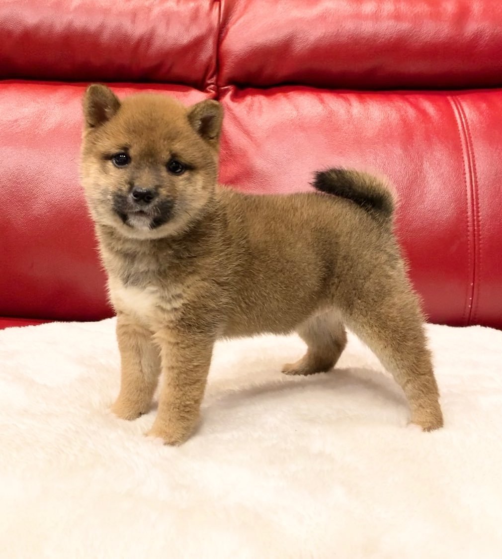 Alex - Shiba Inu Macho