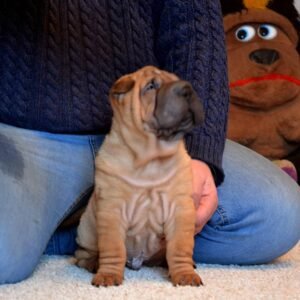 chewy shar pei hembra