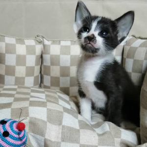 ellie gatita peterbald hembra