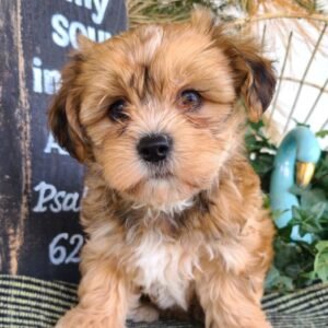 jana hembra shorkie (shih tzu + yorkshire terrier)