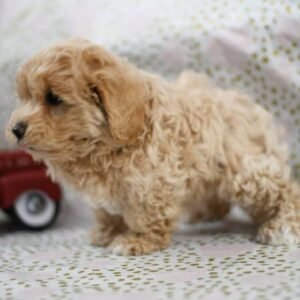 Darren - Hembra Maltipoo