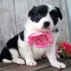 tanji — border collie hembra