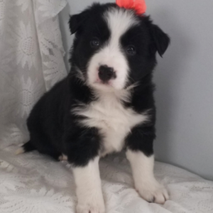 lindy — border collie hembra