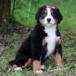 savannah hembra perro de montaña de berna