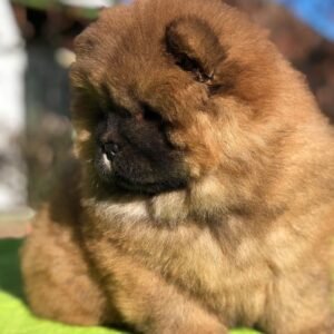 Rosie - Chow Chow Hembra