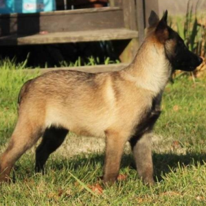 jama cachorra hembra malinois
