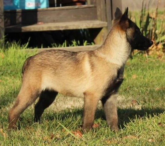 jama cachorra hembra malinois jama cachorra hembra malinois