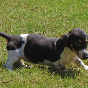 trixie teckel hembra