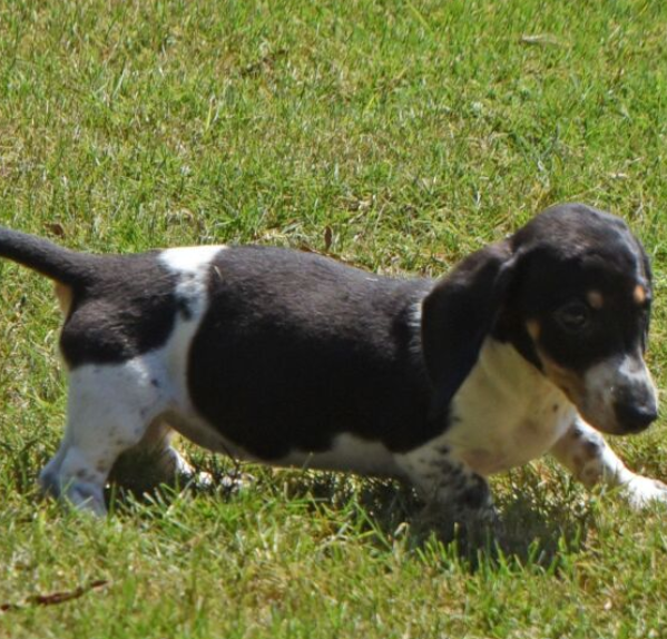 trixie teckel hembra trixie teckel hembra