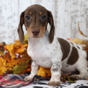 Saturn - Teckel Macho