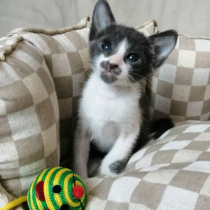 elisa gatita peterbald hembra