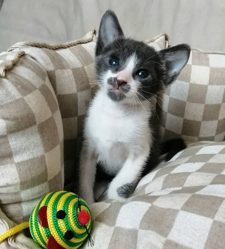 elisa gatita peterbald hembra elisa gatita peterbald hembra