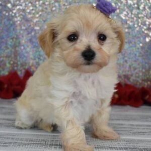 Elsa - Hembra Maltipoo