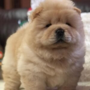 louie chow chow macho