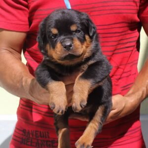 nala hembra rottweiler