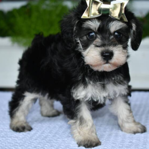 Esther - Schnoodle Hembra