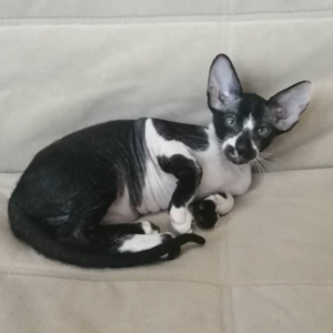 holly gatita peterbald hembra