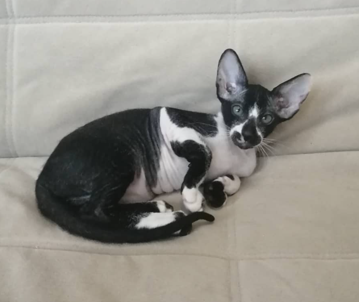 holly gatita peterbald hembra holly gatita peterbald hembra