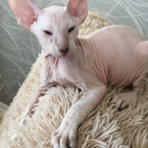 Iskander - Gatito Peterbald Macho