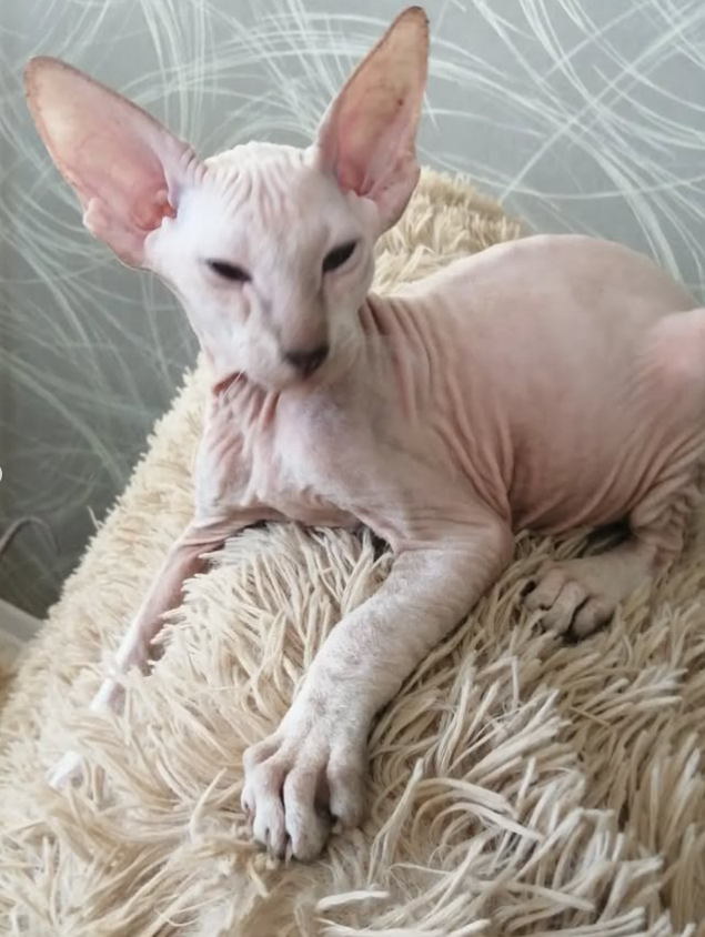 Iskander - Gatito Peterbald Macho