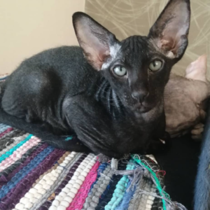 Harley - Gatito Peterbald Macho
