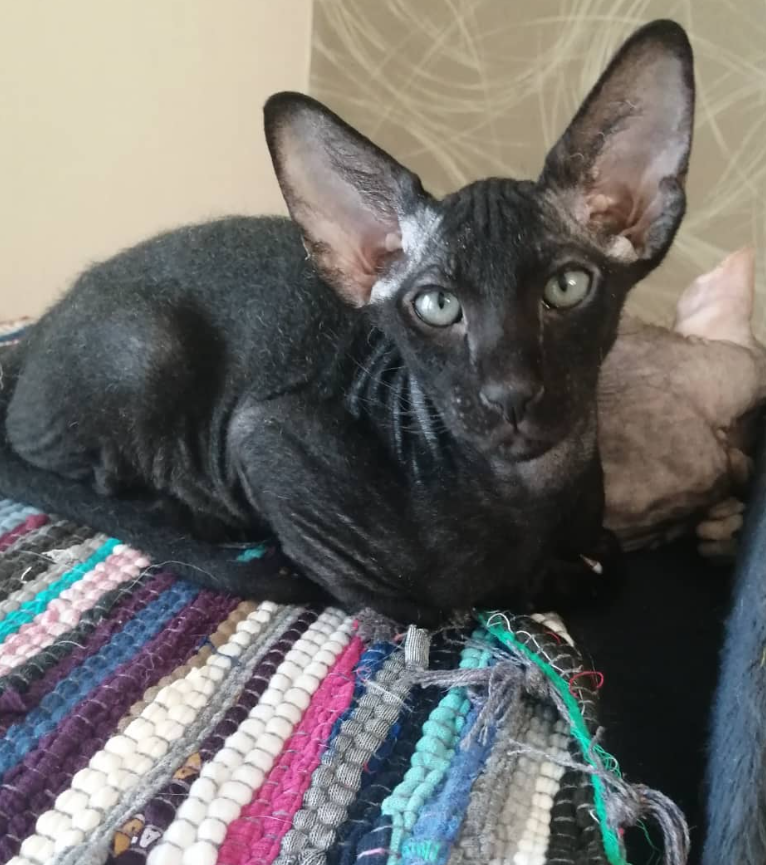 Harley - Gatito Peterbald Macho