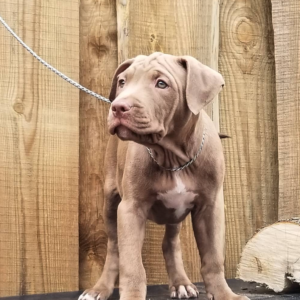 Garciya - Pitbull Terrier Macho